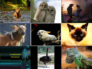 klicke hier, um die Datei herunterzuladen Unsere schoene Tierwelt 21