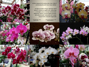 Phalaenopsis NXPowerLite 