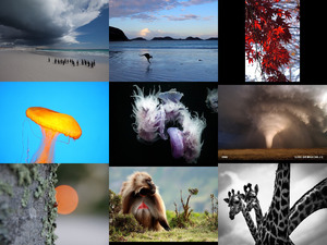 klicke hier, um die Datei herunterzuladen nature-photocontest al