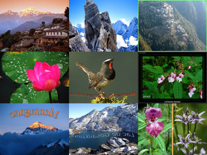 klicke hier, um die Datei herunterzuladen Himalaya s vir gai