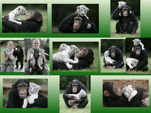 Schimpansen Mutter