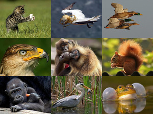 klicke hier, um die Datei herunterzuladen fantastic animal photos