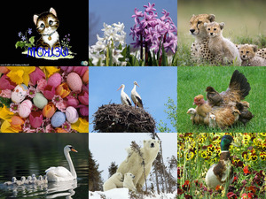 klicke hier, um die Datei herunterzuladen verschiedene Bilder (auch zu Ostern)