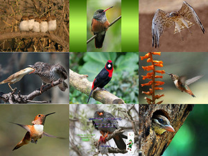 klicke hier, um die Datei herunterzuladen Great Bird Picture