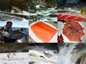 klicke hier, um die Datei herunterzuladen Lachs 2