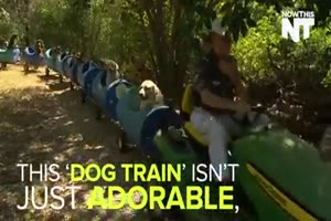 Hundezug