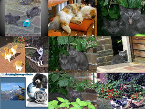 klicke hier, um die Datei herunterzuladen Katzen-Gallerie
