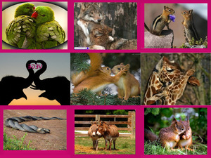 die Liebe der Tiere