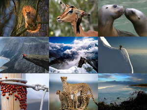 klicke hier, um die Datei herunterzuladen Schöne Tier- und Naturbilder