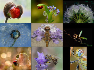 klicke hier, um die Datei herunterzuladen Macrofotografie