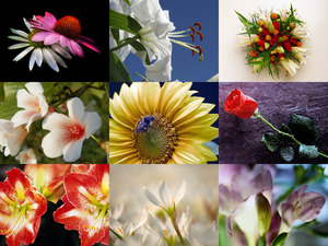 Traumhafte Aufnahmen von Blumen und Blten