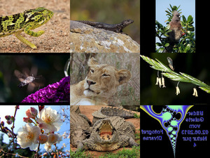 klicke hier, um die Datei herunterzuladen Bilder-Galerie vom 02062013 Natur pur 4