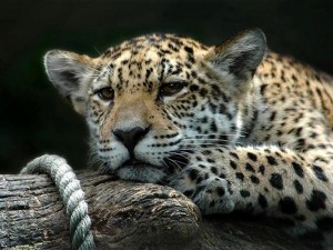 klicke hier, um die Datei herunterzuladen Fauna