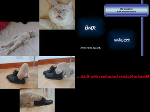 klicke hier, um die Datei herunterzuladen Antiquus 384 - Katze braucht Kick