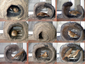 klicke hier, um die Datei herunterzuladen wie Vögel ein Nest bauen