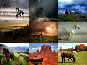 tolle Bilder von Pferden