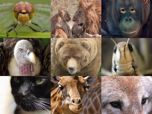 Faces of Nature 1 - Fantastische Bilder von Tier-Gesichtern