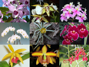Wunderschne Aufnahmen von Orchideen