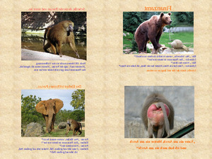 klicke hier, um die Datei herunterzuladen die Tiere und das Finanzamt