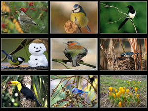 klicke hier, um die Datei herunterzuladen Bunte Voegel