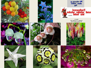 klicke hier, um die Datei herunterzuladen Seltene Blumen