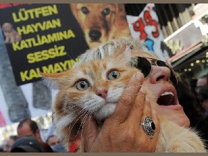 klicke hier, um die Datei herunterzuladen DIEREN-2012