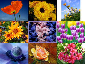 klicke hier, um die Datei herunterzuladen Fleurs Du Monde - Gerard