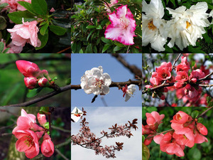 klicke hier, um die Datei herunterzuladen le-chemin-du-printemps-charlotte