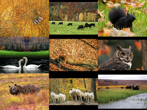 animals loving autumn