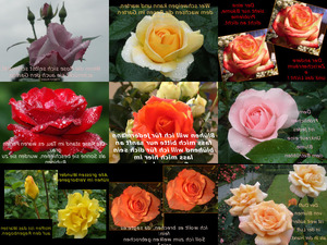 klicke hier, um die Datei herunterzuladen Rosen