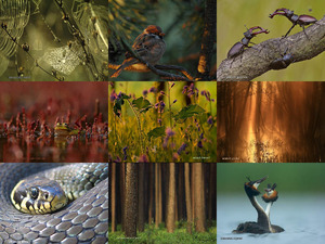 klicke hier, um die Datei herunterzuladen NATURFOTOS