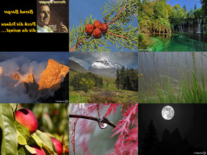 klicke hier, um die Datei herunterzuladen Bilder-Galerie vom 20082013 Natur pur 1