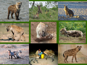 klicke hier, um die Datei herunterzuladen hyena.e