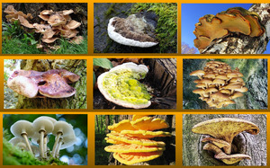 klicke hier, um die Datei herunterzuladen 1 naturschönheit baumschwamm