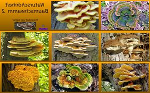 klicke hier, um die Datei herunterzuladen 2 naturschönheit baumschwamm