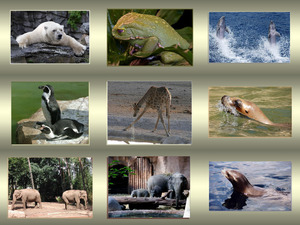klicke hier, um die Datei herunterzuladen animals world