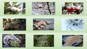 klicke hier, um die Datei herunterzuladen Pflanzen im Winter