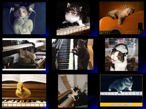 Musikalische Katzen
