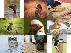 klicke hier, um die Datei herunterzuladen Tierfreunde 40