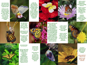 klicke hier, um die Datei herunterzuladen Schmetterling