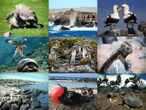 klicke hier, um die Datei herunterzuladen Galapagos