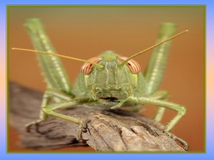 klicke hier, um die Datei herunterzuladen Insekten