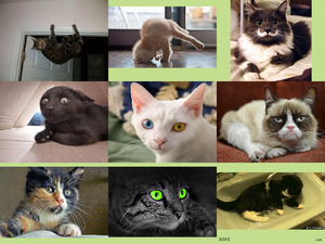 klicke hier, um die Datei herunterzuladen Komische Katzen