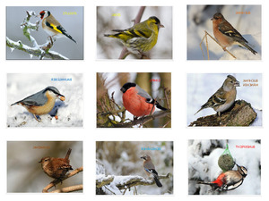 klicke hier, um die Datei herunterzuladen Vögel im Winter