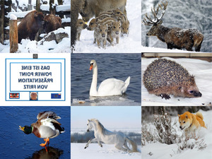 klicke hier, um die Datei herunterzuladen Tiere im Winter100