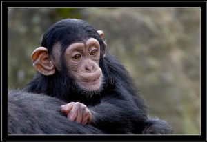 klicke hier, um die Datei herunterzuladen Monkeys - Affen