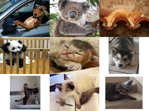 klicke hier, um die Datei herunterzuladen Tierfreunde 41