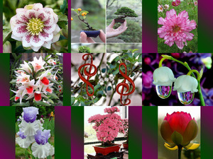 klicke hier, um die Datei herunterzuladen Blumenshow