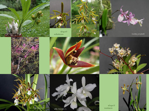 klicke hier, um die Datei herunterzuladen Orchideen aus Mexico 2