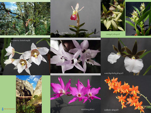 klicke hier, um die Datei herunterzuladen Orchideen aus Mexico 3